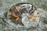 Wide Polished Ammonite & Nautilus Cluster - Madagascar #109235-5